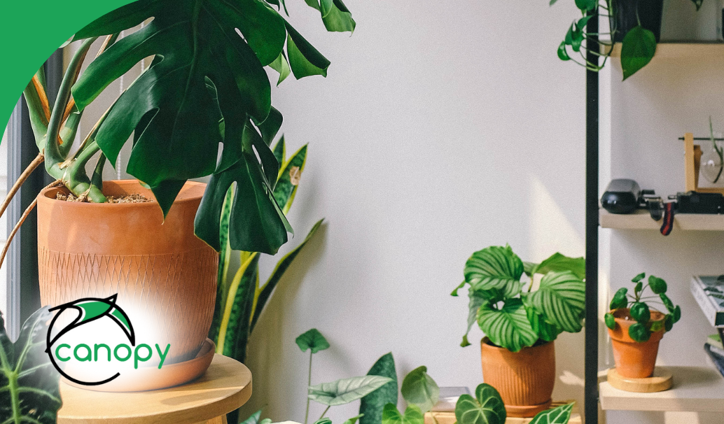 A bright, modern space filled with lush potted plants and stylish decor.